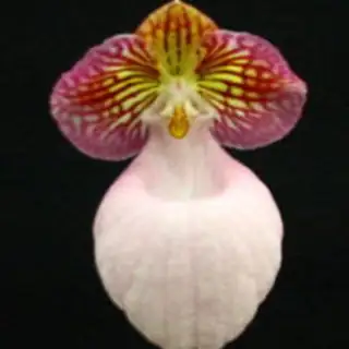 hard-leaved pocket orchid