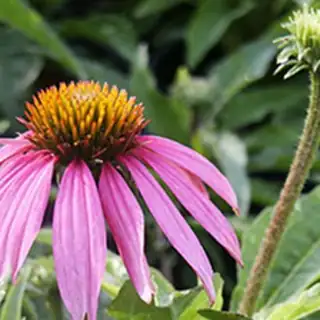purple coneflower