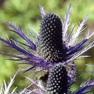 alpine sea holly