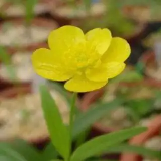 buttercup