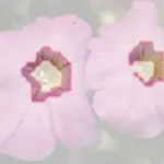 petunia