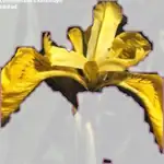 yellow iris