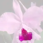 ruby-lipped cattleya