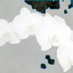 moon orchid