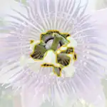 passion flower