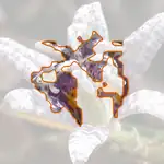 toad lily