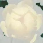 globe-flower