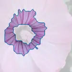 tree mallow