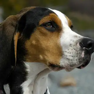 Walker hound