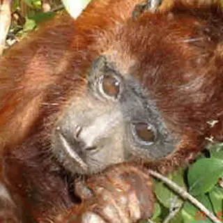 howler monkey