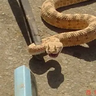horned viper