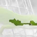 green lizard
