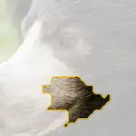 sloth bear