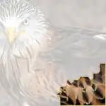 kite
