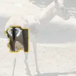 gazelle