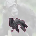 chimpanzee