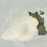 tench